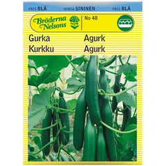 VÄXTHUSGURKA BELLA F1